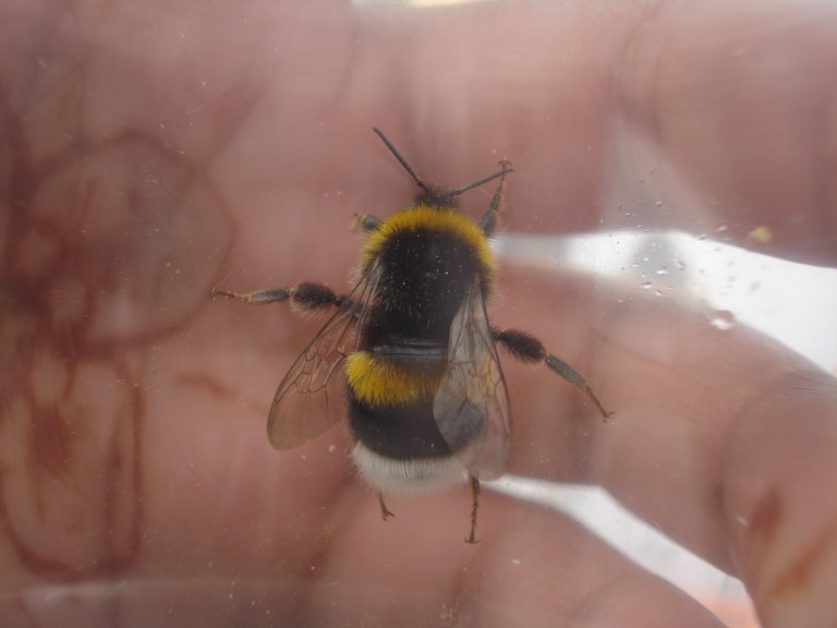 bombus_terrestris.JPG