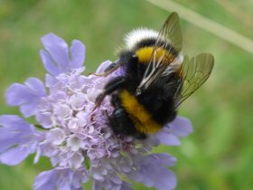 Erdhummel (Bombus terrestris)