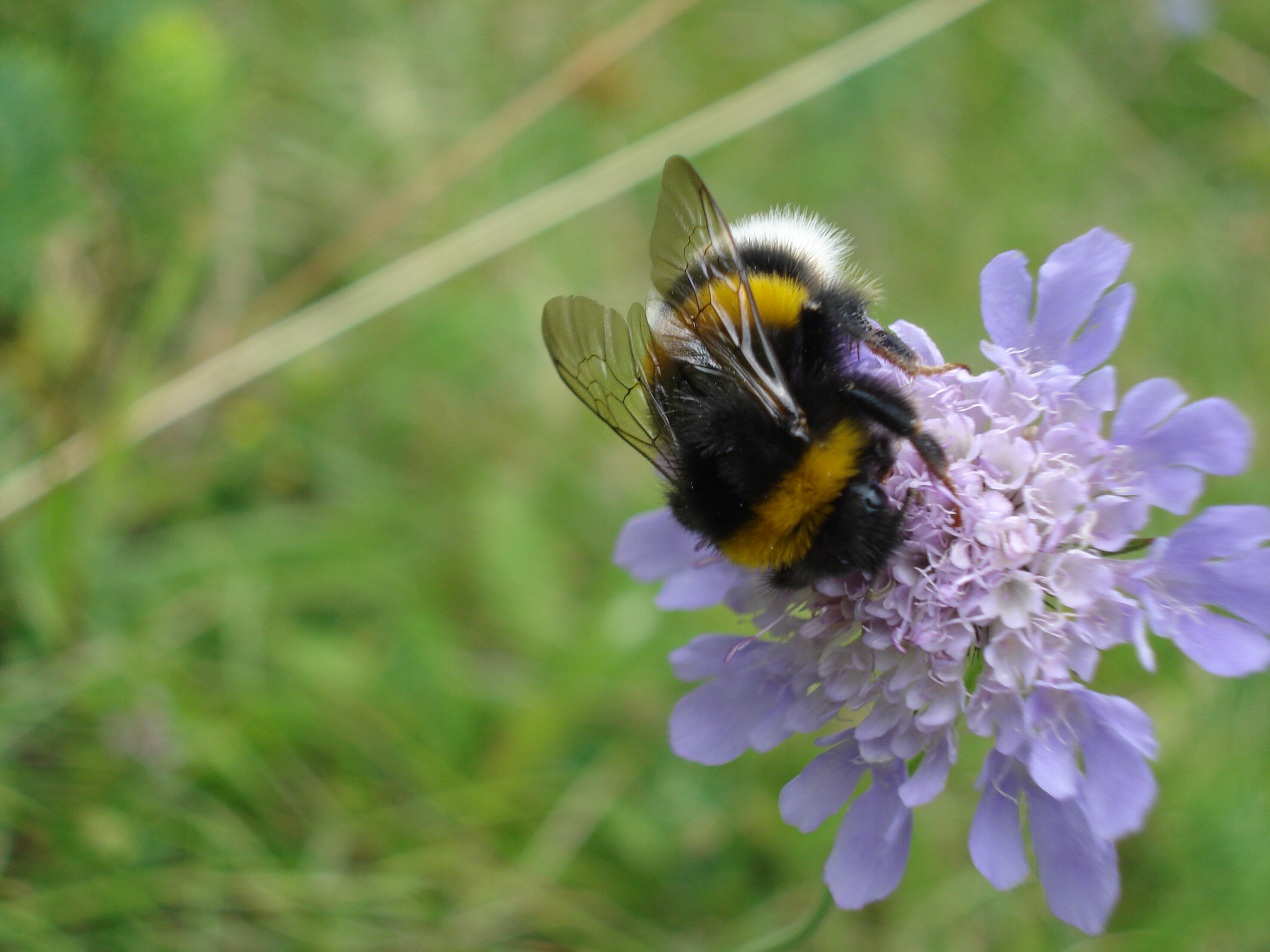 bombus_terrestris2.JPG