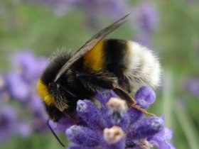 bombus_terrestris9_280.jpg