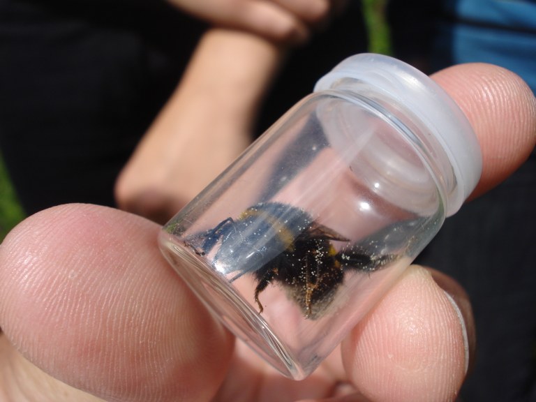bombus_terrestris_koenigin.JPG