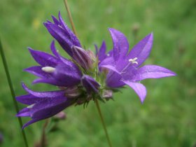 Büschelglockenblume Campanula glomerata