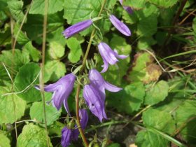 Die Acker-Glockenblume wächst auf dem Schulhof.