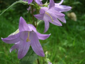 Nesselblättrige Glockenblume (Campanula trachelium)