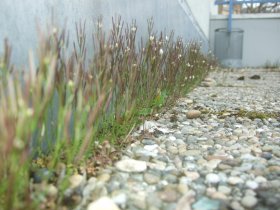 Behaartes oder Viermänniges Schaumkraut (Cardamine hirsuta)