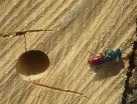 Parasitoide Goldwespe an Nisthilfe für Wildbienen