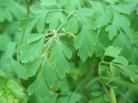 corydalis1_280.jpg