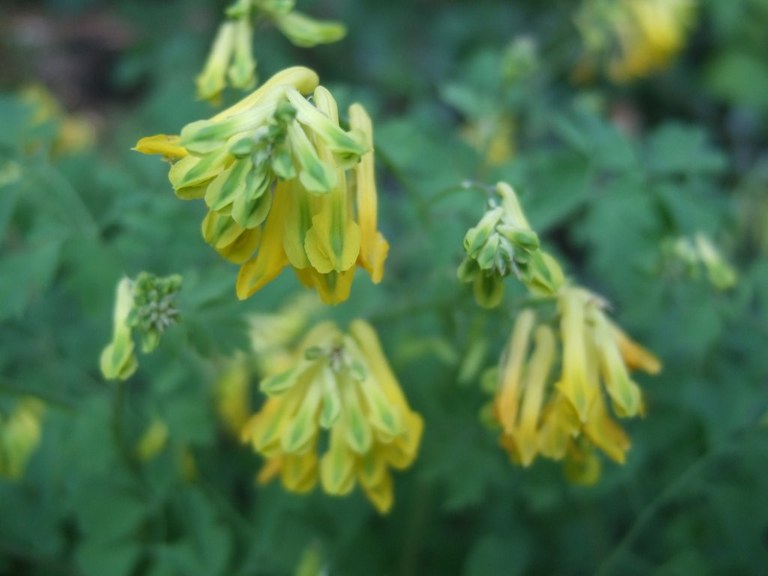 corydalis_1024.jpg