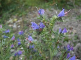 Blauer Natternkopf, Echium vulgare, ein Raublattgewächs