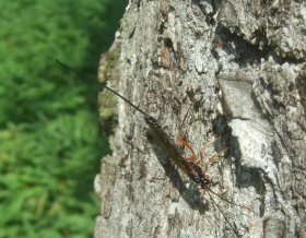 Schlupfwespe Ephialtes Weibchen