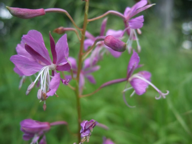 epilobium_angustifolium_1024.jpg