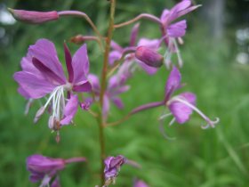 Wald-Weidenröschen, links eine männliche Blüte, rechts eine weibliche Blüte