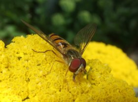 Schwebfliege Episyrphus balteatus auf Blütenstand