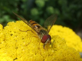 Schwebfliege Episyrphus balteatus auf Blütenstand