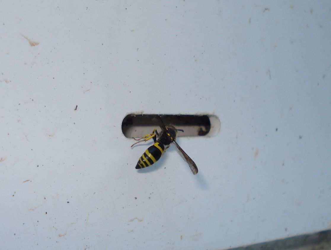 eumeninae_1.jpg