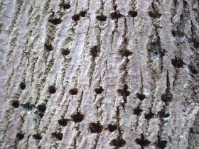 Fraßgänge von Käfern in einem Eichenholzstamm