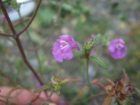 Schmalblättriger Hohlzahn Galeopsis angustifolia, ein Lippenblütengewächs
