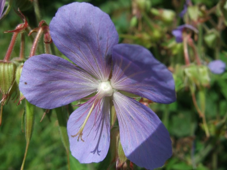 geranium_pratense1_1024.jpg