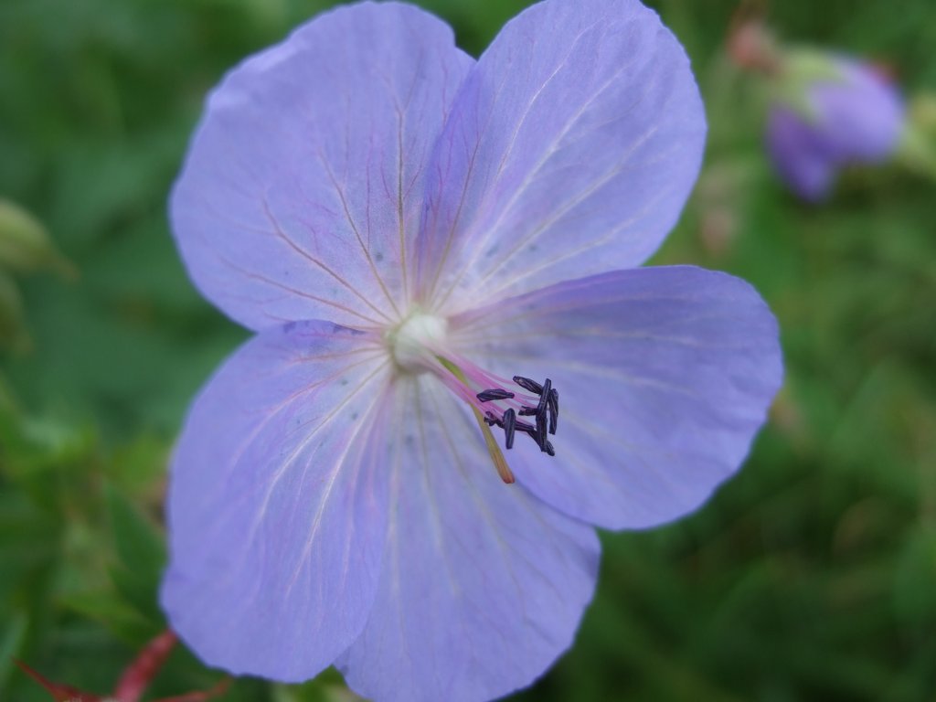 geranium_pratense_1024.jpg