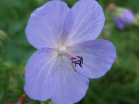 Frisch aufgeblühte Blüten des Wiesen-Storchschnabels mit reifen männlichen Staubbeuteln, aber funktionsunfähigem weiblichen Stempel