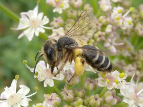 Furchenbiene, unbestimmt (Halictus sp.)