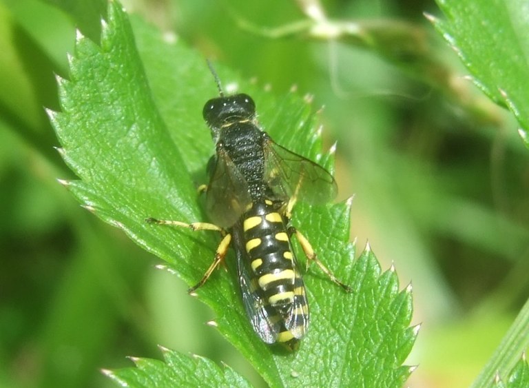 hymenoptera_1024.jpg