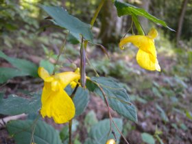 Großes Springkraut