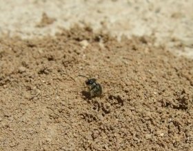 Schmalbiene (Lasioglossum) verlässt das Erdnest.