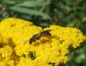 Schmalbiene, eine Wildbiene, auf pollenreichem Blütenstand