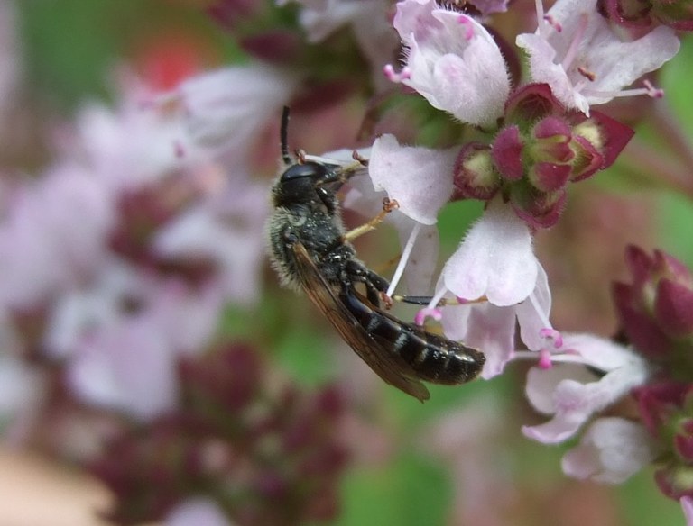 lasioglossum7.jpg