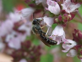 Schmalbiene, eine Wildbiene, auf wildem Majoran