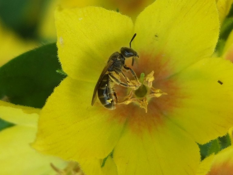 lasioglossum9_1024.jpg