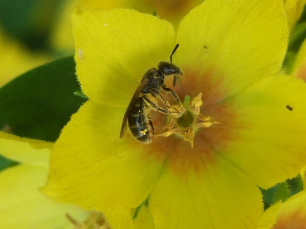 lasioglossum9_1024.jpg