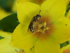 lasioglossum9_280.jpg
