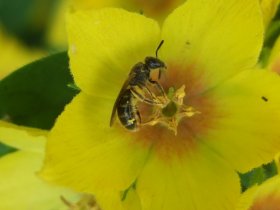 lasioglossum9_280.jpg