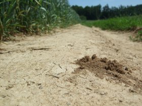 Erdnest einer Schmalbiene, einer Wildbiene, am Feldrain