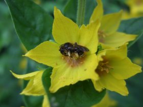 Schenkelbiene, eine Wildbiene, übernachtet in einer Blüte des Punkt-Gilbweiderichs (Lysimachia punctata)
