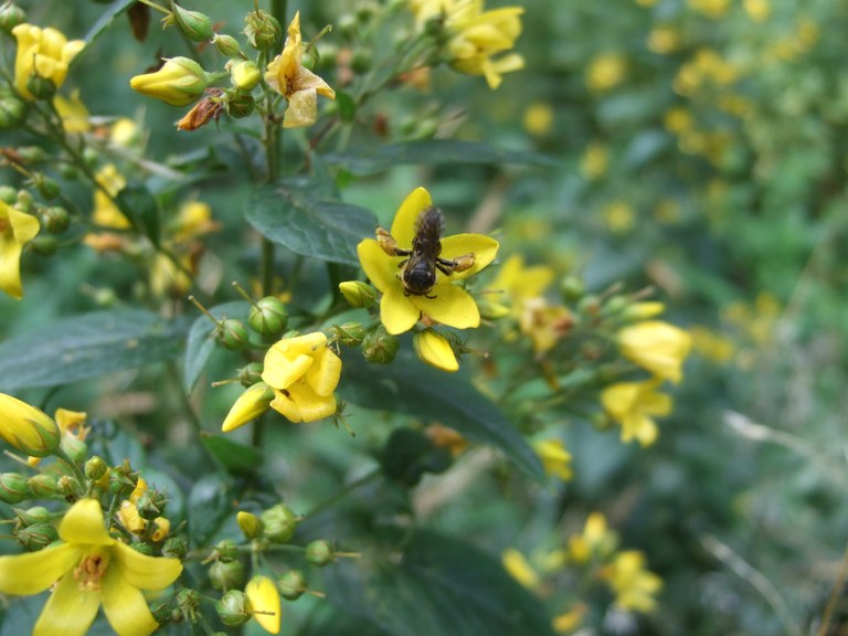 macropis_fulvipes_an_lysimachia_vulgaris.jpg