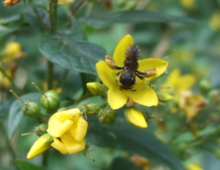 macropis_fulvipes_an_lysimachia_vulgaris_ausschnitt_1024.jpg