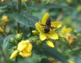 Macropis an Lysimachia vulgaris