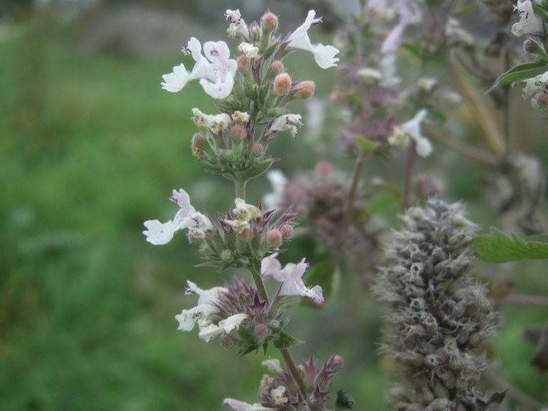 nepeta_cataria_1024.jpg