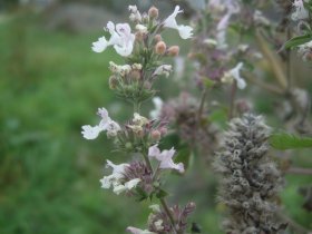 Katzenminze Nepeta cataria, ein Lippenblütengewächs