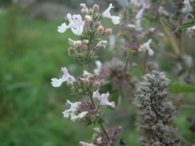 nepeta_cataria_280.jpg