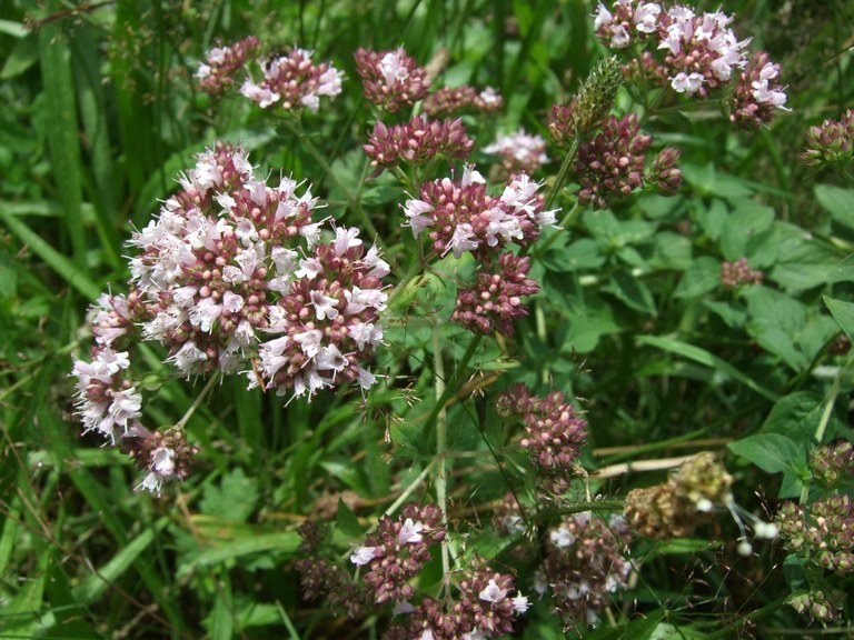 origanum_vulgare.JPG