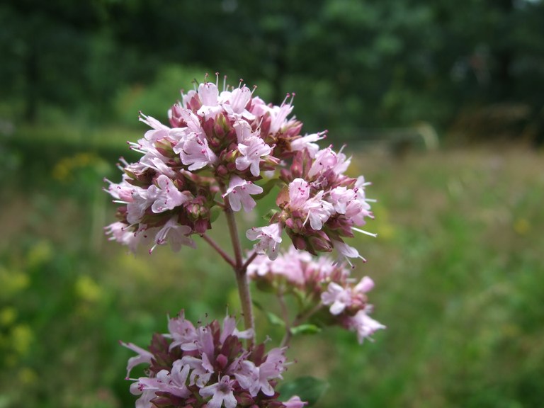 origanum_vulgare1.JPG