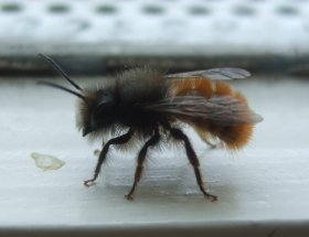 Männchen der Gehörnten Mauerbiene