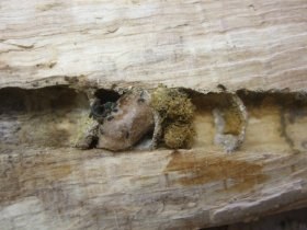 osmia_cornuta_brutzellen_280.jpg