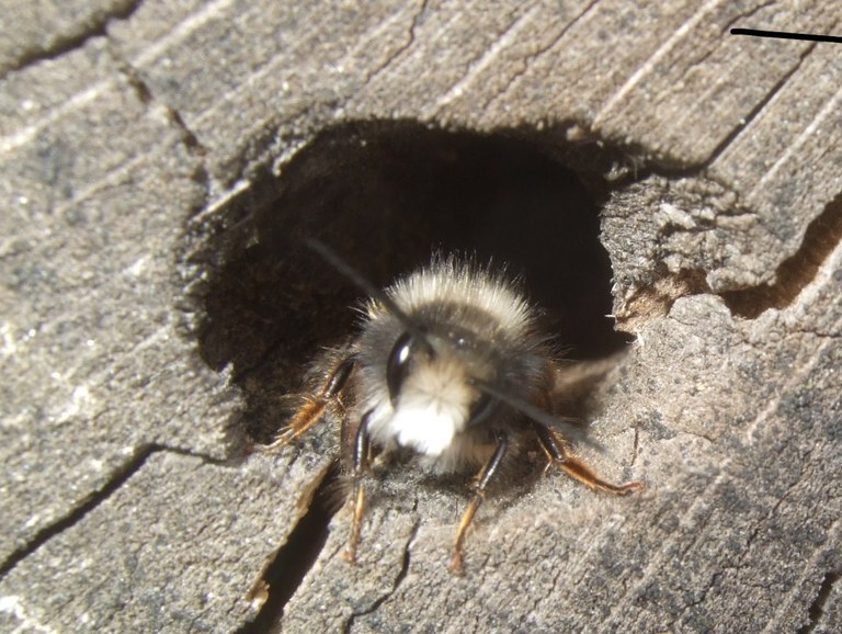 osmia_cornuta_m_21_1024.jpg