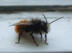 Männchen der Gehörnten Mauerbiene, die auch gerne vorhandene Hohlräume besiedelt.