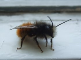 osmia_cornuta_maennchen2_280.jpg